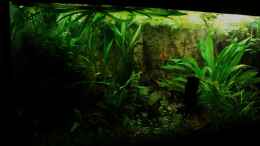 aquarium-von-fischkopp83-mein-stueck-suedamerika_Stand Ende Dezember 2013