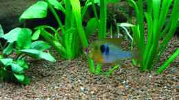 aquarium-von-matze81-becken-26357-juwel-rio-125-stillgelegt_Schmetterlingsbuntbarsch Männchen