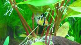 aquarium-von-matze81-becken-26357-juwel-rio-125-stillgelegt_Schmetterlingsbuntbarsch Weibchen