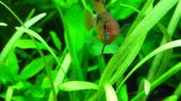aquarium-von-matze81-becken-26357-juwel-rio-125-stillgelegt_Schmetterlingsbuntbarsch Männchen