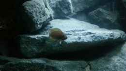 aquarium-von-julien-preuss-rocks-for-variabilichromis_