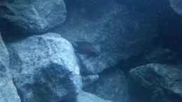 aquarium-von-julien-preuss-rocks-for-variabilichromis_