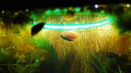 aquarium-von-timtamtellerlein-suedostasienzwerge_macht seinem Namen alle Ehre: Honiggurami-Männchen