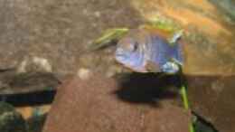 aquarium-von-malawiwilly-becken-26401_Labidochromis Hongi Männchen