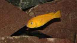 aquarium-von-malawiwilly-becken-26401_Pseudotropheus Saulosi Weibchen