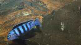 aquarium-von-malawiwilly-becken-26401_Pseudotropheus Saulosi Männchen