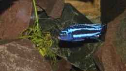 Foto mit Melanochromis cyaneorhabdos maingano Weibchen