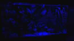 aquarium-von-phrankdiddie-amazonas-salmler-125l_nachts