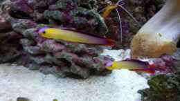 aquarium-von-kingtritonbs-sera-marin-led-130_