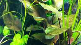 Aquarium einrichten mit Lagenandra meeboldii