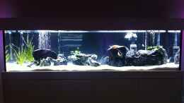 aquarium-von-axxo-malawi_Frontansicht