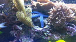 aquarium-von-urbi-becken-26483_Das ist mein neuer blauer Seestern !