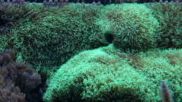 aquarium-von-urbi-becken-26483_die Koralle nimmt die Pumpe in Beschlag ! liebe grüße an a