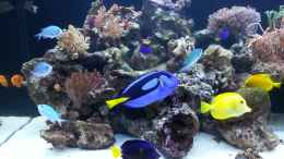 aquarium-von-urbi-becken-26483_Meine Fische !