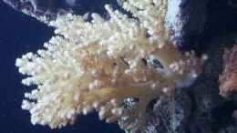 aquarium-von-urbi-becken-26483_eine von meinen Weichkorallen !