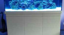 aquarium-von-urbi-becken-26483_Durch Kohle, Zeolit und am wichtigsten eine UV Lampe sind di