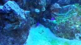 aquarium-von-urbi-becken-26483_die drei Chrysiptera leben noch ! hurra !!!