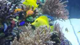 aquarium-von-urbi-becken-26483_Seitenansicht von links mit meine neuen Pseudanthias Squamip