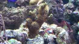 aquarium-von-urbi-becken-26483_eine gelbe Steinkoralle mit braune Polypen !