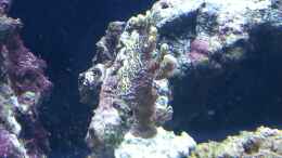 Aquarium einrichten mit Eine Steinkoralle
