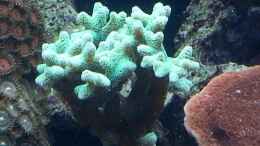 aquarium-von-urbi-becken-26483_meine Korallen wachsen ! langsam aber doch !