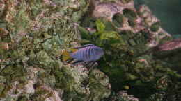 aquarium-von-dawninmunich-malawi_Finde den Yellow