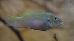 aquarium-von-didi-menja-river-biotop---nur-noch-beispiel--_Benitochromis conjunctus Weibchen 