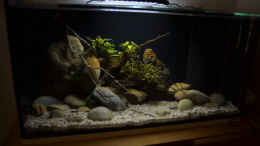 aquarium-von-didi-menja-river-biotop---nur-noch-beispiel--_das ist Original Helligkeit des Beckens