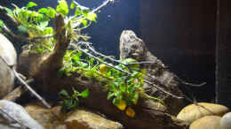 aquarium-von-didi-menja-river-biotop---nur-noch-beispiel--_Wurzel mit Anubias bartri  nana