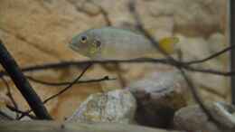 Aquarium einrichten mit Benitochromis conjunctus Männchen 