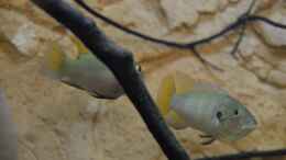 Aquarium einrichten mit Benitochromis conjunctus Paar