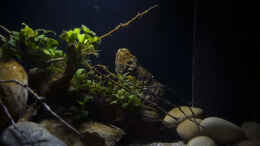 aquarium-von-didi-menja-river-biotop---nur-noch-beispiel--_