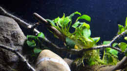 aquarium-von-didi-menja-river-biotop---nur-noch-beispiel--_Anubia barteri var. nana