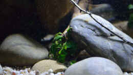 aquarium-von-didi-menja-river-biotop---nur-noch-beispiel--_Detail Stein mit Anubia