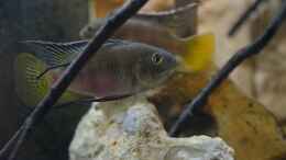 Aquarium einrichten mit Benitochromis nigrodorsalis