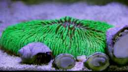 aquarium-von-sven-jastrow-riffkantenbecken_Fungia (neongrün) = Fungia green sp