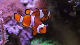 aquarium-von-sven-jastrow-riffkantenbecken_Falscher Clown - Anemonenfisch = Amphiprion ocellaris