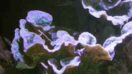 aquarium-von-sven-jastrow-riffkantenbecken_Echinopora = Echinopora lamellosa