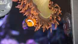 Aquarium einrichten mit Blasenanemone = Entacmaea quadricolor