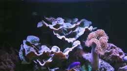 Aquarium einrichten mit Echinopora = Echinopora lamellosa