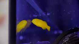 Aquarium einrichten mit Gelbe Korallengrundel = Gobiodon okinawae
