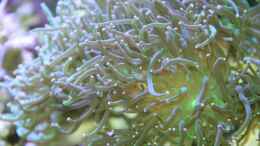 Aquarium einrichten mit Hammerkoralle = Euphyllia paraglabrescens