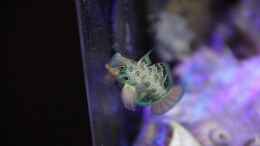 Aquarium einrichten mit LSD Mandarin-Fisch = Synchiropus picturatus