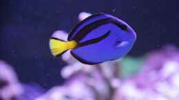 Aquarium einrichten mit Paletten Doktorfisch = Paracanthurus hepatus