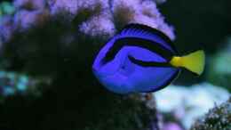Aquarium einrichten mit Paletten Doktorfisch = Paracanthurus hepatus