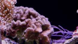 Aquarium einrichten mit Pavona = Pavona frondifera