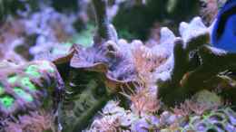 aquarium-von-sven-jastrow-riffkantenbecken_Tridacna maxima - Mördermuschel