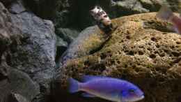 aquarium-von-waldteufel-mbuna-rocksbecken-wurde-aufgeloest_Pseudotropheus Zebra Lundo OB weibchen beim Weiden 