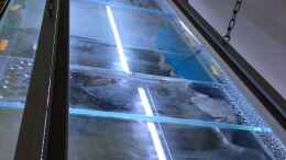 aquarium-von-waldteufel-mbuna-rocksbecken-wurde-aufgeloest_Hier liegen im alu rahmen die simu stäbe