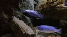 aquarium-von-waldteufel-mbuna-rocksbecken-wurde-aufgeloest_Pseudotropheus msobo lundo Männchen